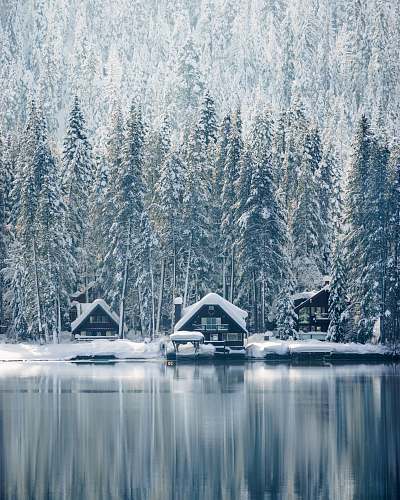 truckee houses covered with snow near trees winter